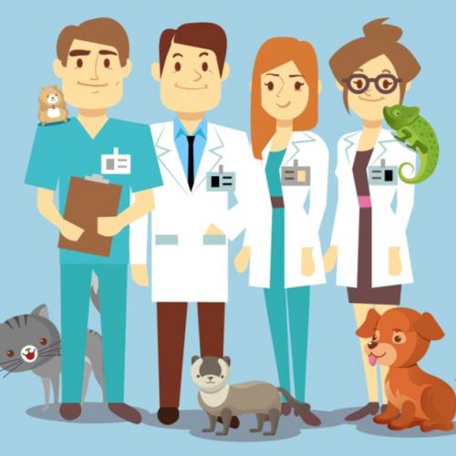 Thinking About Vet School? Here Are Some Things to Consider Now